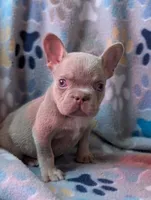 Guapo , a male French Bulldog for sale in Battle Ground, WA – 4 of 8