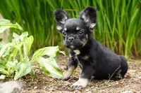 Presley , a male French Bulldog for sale in Battle Ground, WA – 10 of 10