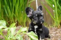 Presley , a male French Bulldog for sale in Battle Ground, WA – 4 of 10