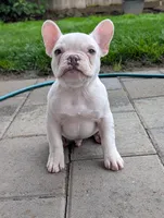 Polar, a male French Bulldog for sale in Battle Ground, WA – 3 of 5