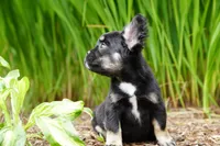 Presley , a male French Bulldog for sale in Battle Ground, WA – 5 of 10