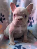 Guapo , a male French Bulldog for sale in Battle Ground, WA – 5 of 8