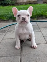 Polar, a male French Bulldog for sale in Battle Ground, WA – 2 of 5