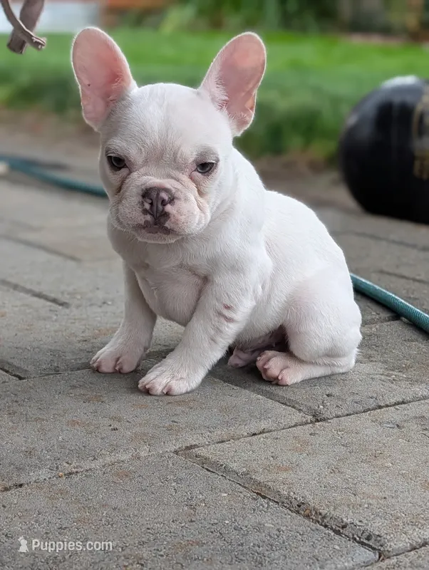 Polar – French Bulldog puppy for sale in Battle Ground, WA