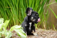Presley , a male French Bulldog for sale in Battle Ground, WA – 6 of 10