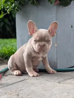 Guapo , a male French Bulldog for sale in Battle Ground, WA – 5 of 6