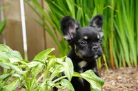 Presley , a male French Bulldog for sale in Battle Ground, WA – 7 of 10