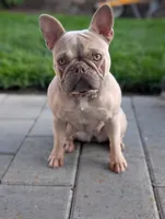 Guapo , a male French Bulldog for sale in Battle Ground, WA – 3 of 6