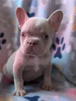 Guapo , a male French Bulldog for sale in Battle Ground, WA – 2 of 8