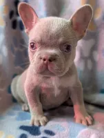 Guapo , a male French Bulldog for sale in Battle Ground, WA – 7 of 8