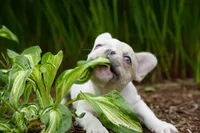 Priscilla , a female French Bulldog for sale in Battle Ground, WA – 2 of 10