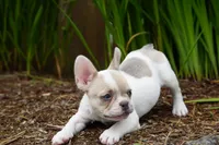 Priscilla , a female French Bulldog for sale in Battle Ground, WA – 10 of 10