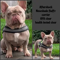 Aftershock , a male French Bulldog for sale in Battle Ground, WA – 2 of 2