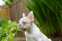 Priscilla , a female French Bulldog for sale in Battle Ground, WA – 1 of 10