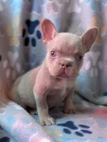 Guapo , a male French Bulldog for sale in Battle Ground, WA – 3 of 8