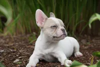 Priscilla , a female French Bulldog for sale in Battle Ground, WA – 7 of 10