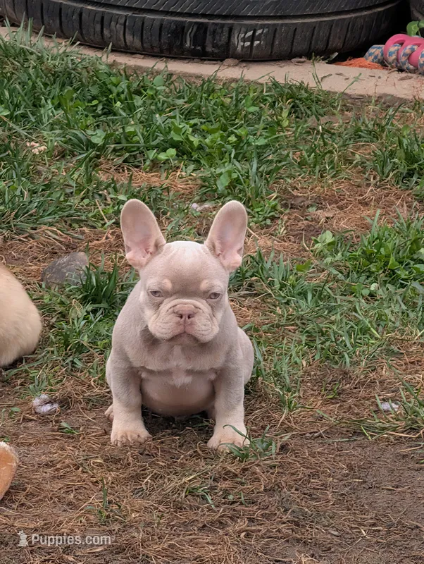 Guapo  – French Bulldog puppy for sale in Battle Ground, WA