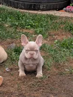Guapo , a male French Bulldog for sale in Battle Ground, WA – 1 of 6