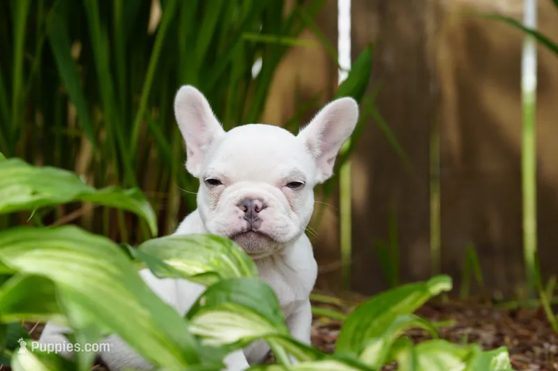 Polar – French Bulldog puppy for sale in Battle Ground, WA