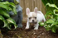 Priscilla , a female French Bulldog for sale in Battle Ground, WA – 6 of 10