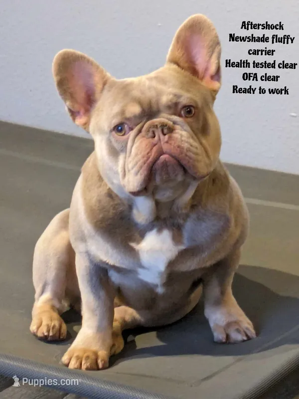 Aftershock  – French Bulldog puppy for sale in Battle Ground, WA