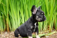 Presley , a male French Bulldog for sale in Battle Ground, WA – 2 of 10