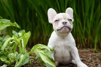 Priscilla , a female French Bulldog for sale in Battle Ground, WA – 3 of 10