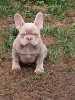 Guapo , a male French Bulldog for sale in Battle Ground, WA – 2 of 6