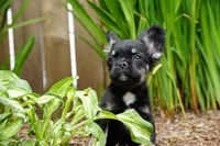 Presley , a male French Bulldog for sale in Battle Ground, WA – 3 of 10