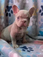 Guapo , a male French Bulldog for sale in Battle Ground, WA – 8 of 8