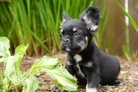 Presley , a male French Bulldog for sale in Battle Ground, WA – 8 of 10