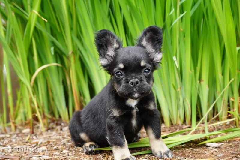 Presley  – French Bulldog puppy for sale in Battle Ground, WA