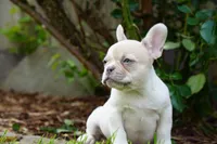 Priscilla , a female French Bulldog for sale in Battle Ground, WA – 8 of 10