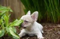 Priscilla , a female French Bulldog for sale in Battle Ground, WA – 4 of 10