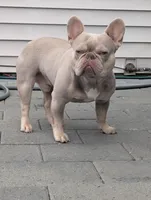 Guapo , a male French Bulldog for sale in Battle Ground, WA – 4 of 6