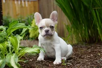 Priscilla , a female French Bulldog for sale in Battle Ground, WA – 5 of 10