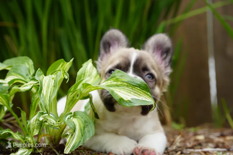 Prince  – French Bulldog puppy for sale in Battle Ground, WA