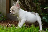 Priscilla , a female French Bulldog for sale in Battle Ground, WA – 9 of 10