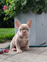 Guapo , a male French Bulldog for sale in Battle Ground, WA – 6 of 6