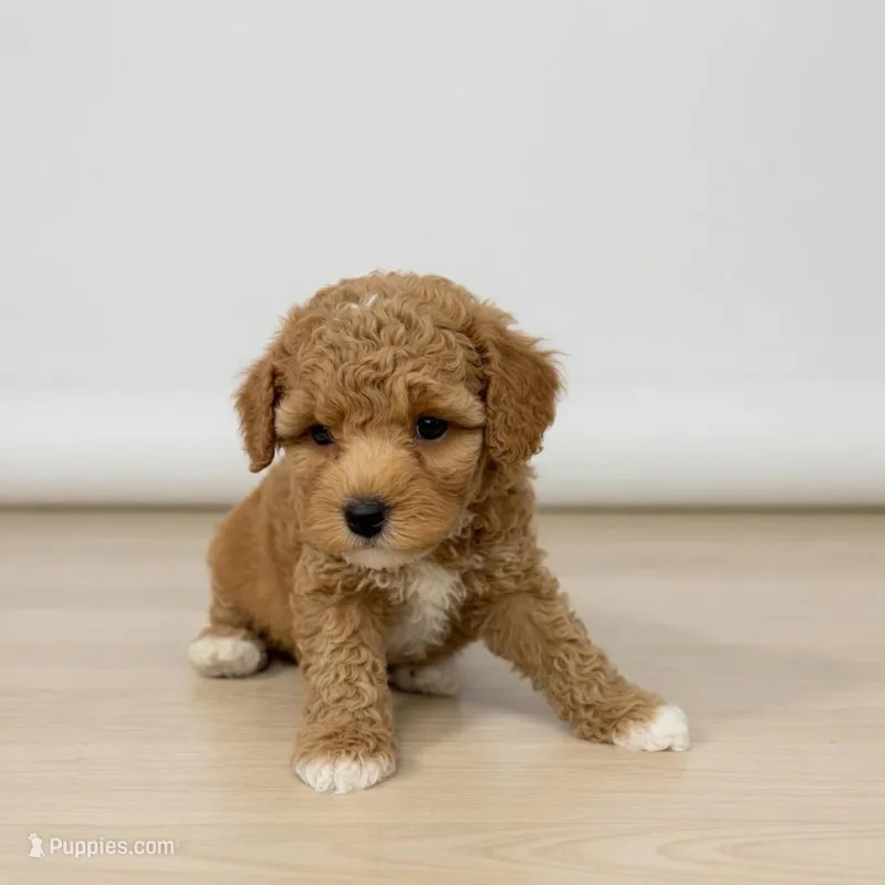 Elara – Poodle - Miniature  puppy for sale in Bells, TX