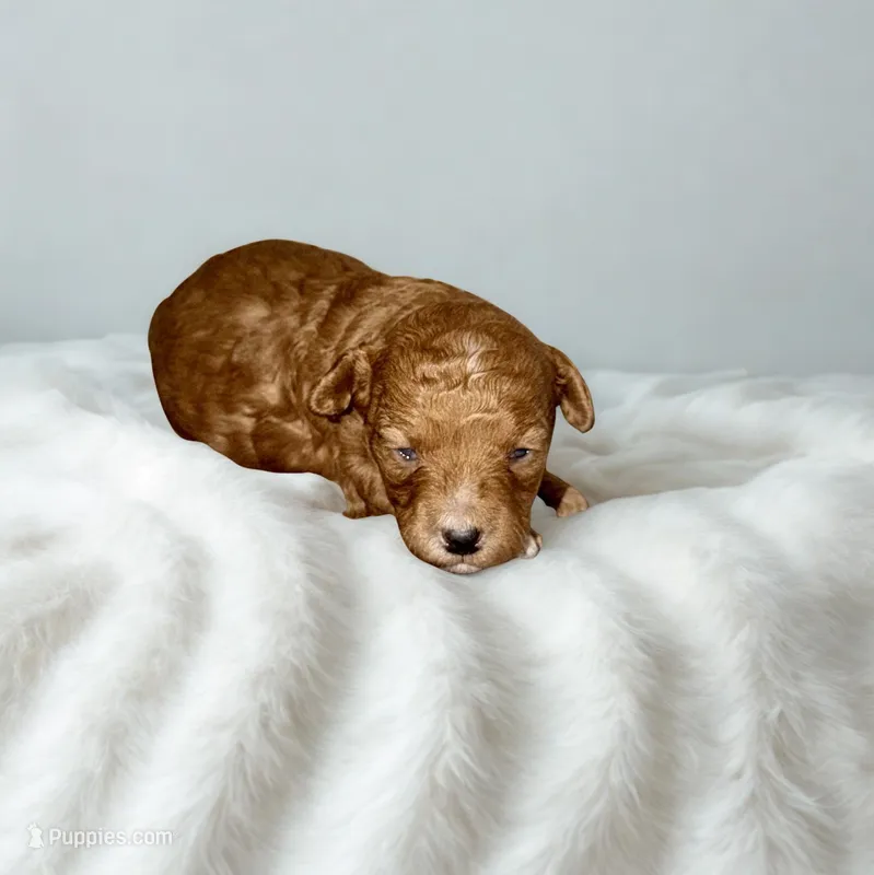 Elara – Poodle - Miniature  puppy for sale in Bells, TX