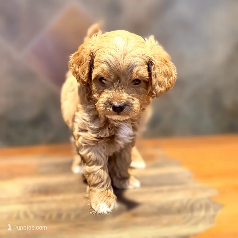 Lion – Goldendoodle puppy for sale in Bells, TX