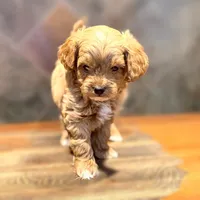 Lion, a male Goldendoodle for sale in Bells, TX – 1 of 1