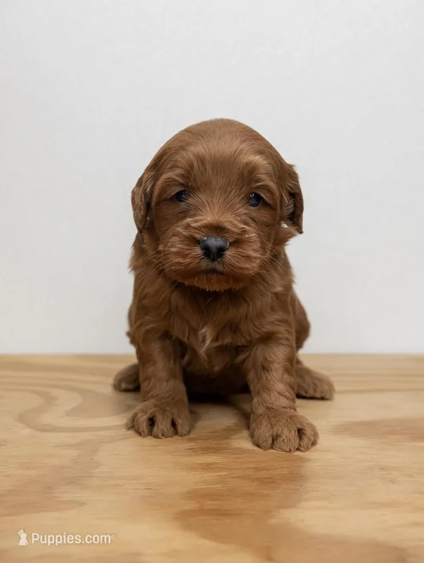 Belle – Miniature Goldendoodle puppy for sale in Bells, TX