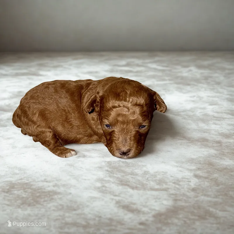 Arwen – Poodle - Miniature  puppy for sale in Bells, TX