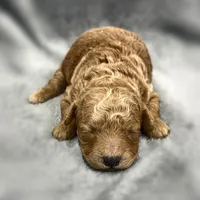 Rory, a female Maltipoo for sale in Bells, TX – 1 of 1