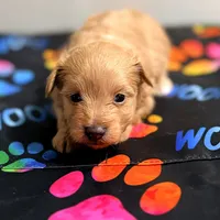 Tinker Bell, a female Pomapoo for sale in Bells, TX – 4 of 6