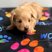 Tinker Bell, a female Pomapoo for sale in Bells, TX – 2 of 6