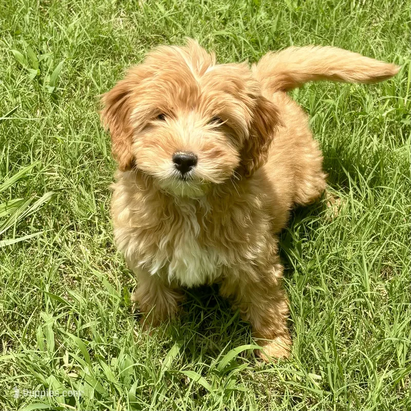 Sebastian  – Miniature Goldendoodle puppy for sale in Bells, TX