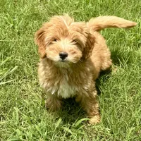 Sebastian , a male Miniature Goldendoodle for sale in Bells, TX – 1 of 2